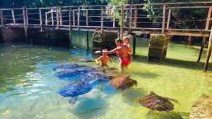 žena a dvě děti zkouší plaváni s mořskými želvami v akváriu Mnarani na Zanzibaru