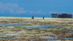 agrickéženy sbírají plody moře při dolivu na Zanzibaru