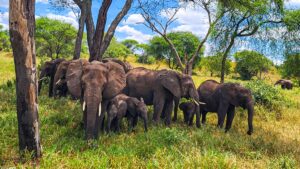 rodinka slonů na safari v NP Tarangire