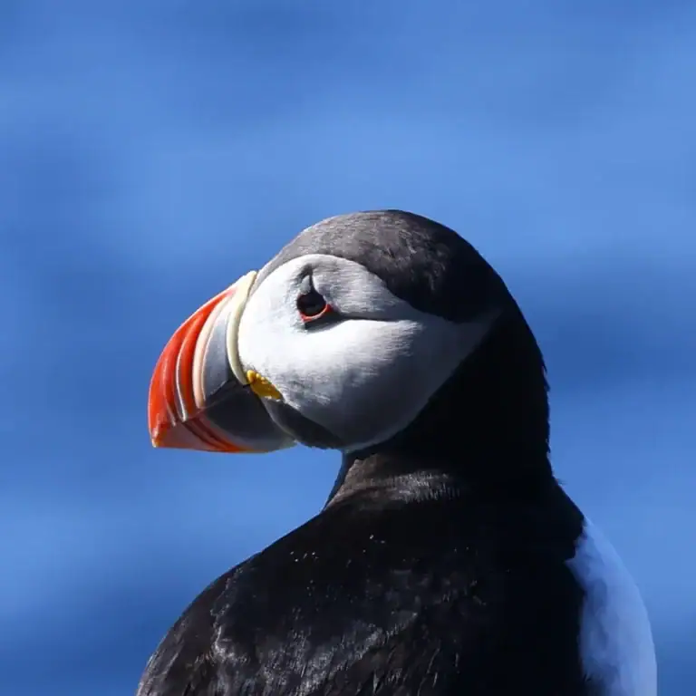 Papuchalk sedící na útesu s mořem v pozadí, typický pták Islandu během cestování. © bezKompasu