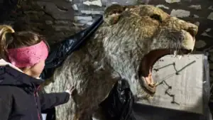 dívka hladí velkého pravěkého šavlozubého tygra v Medvědí jeskyni v Kleto, v Polsku