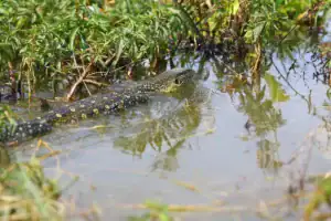 Varan plující ve vodě mezi travinami na jezeře Duluti v Tanzanii