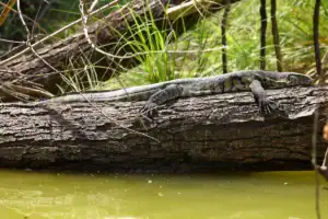 Varan odpočívající na kmeni stromu v jezeře Duluti v Tanzanii