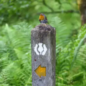 Červenka sedí na dřevěném turistickém sloupku se značením West Highland Way