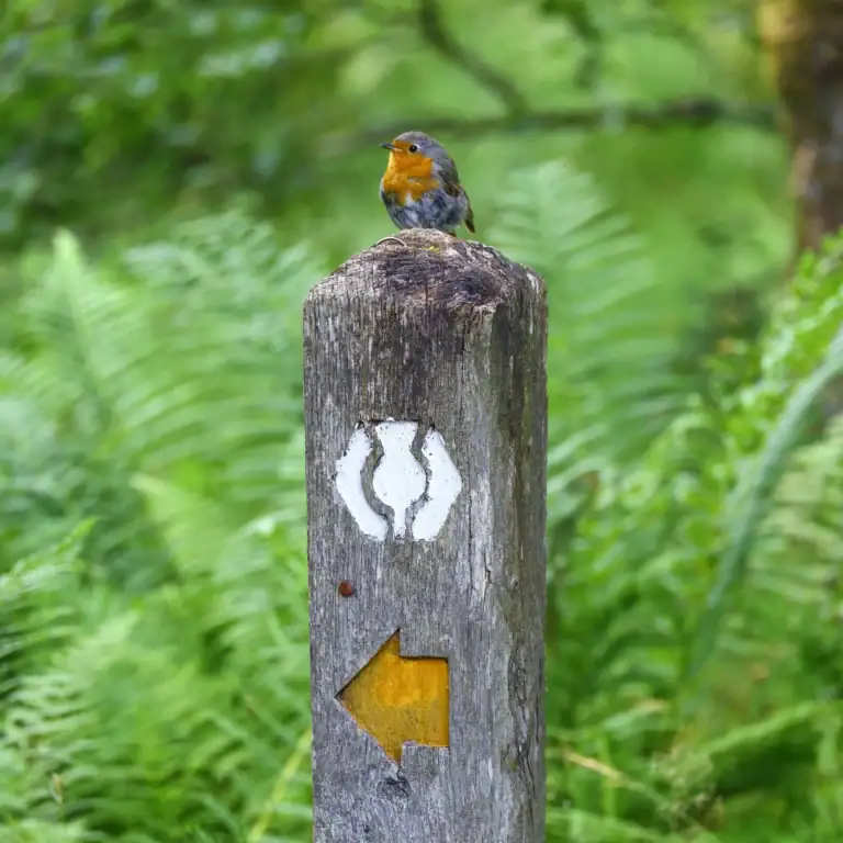 Červenka sedí na dřevěném turistickém sloupku se značením West Highland Way